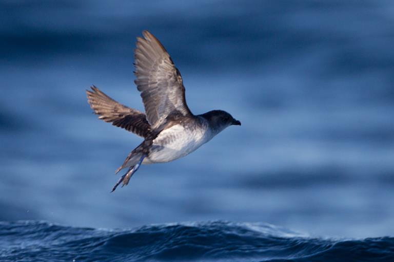 A small bird with black and white countershading flies above the enormity of the southern ocean, pondering life.