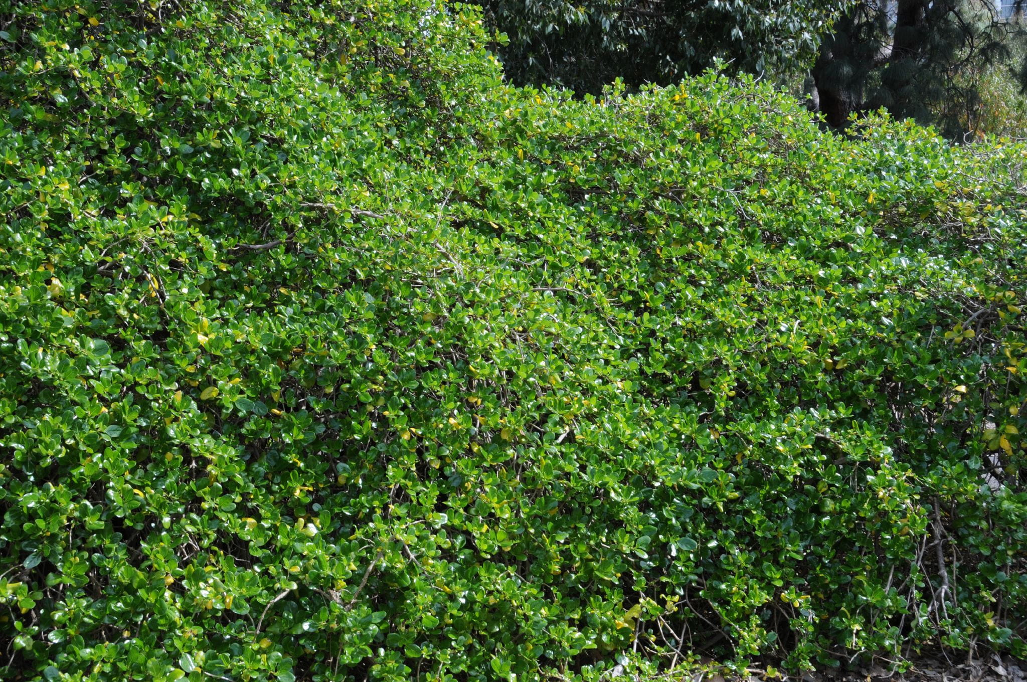 A dense mat of green vegetation is smorthering other plants