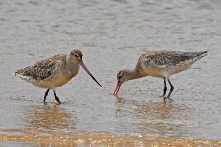 Two bar tailed godwits stand next to each other on the sand.