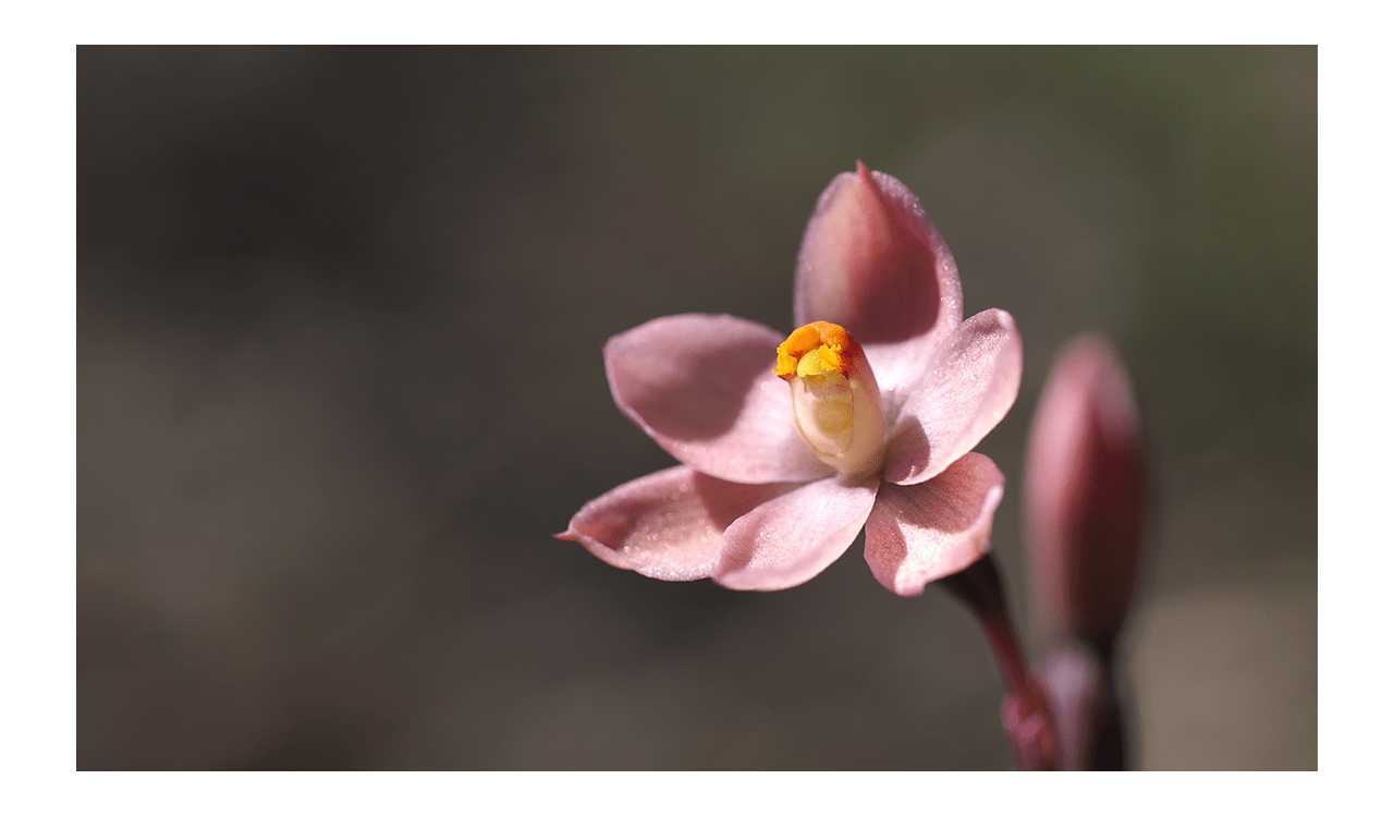 Salmon-sun orchid Woowookarung Regional Park