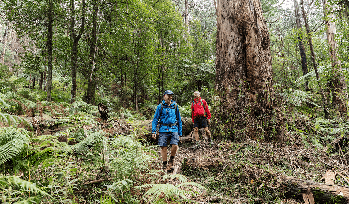 Two men walking in Dandenong Ranges National Park