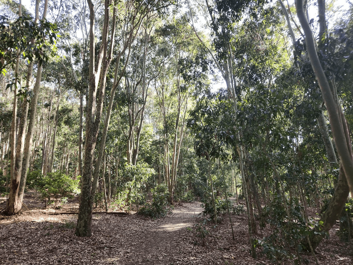 Trees in Lysterfield Park