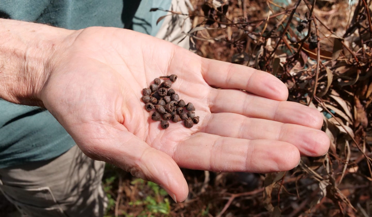 Opened seed pods found in Woowookarung Regional Park.