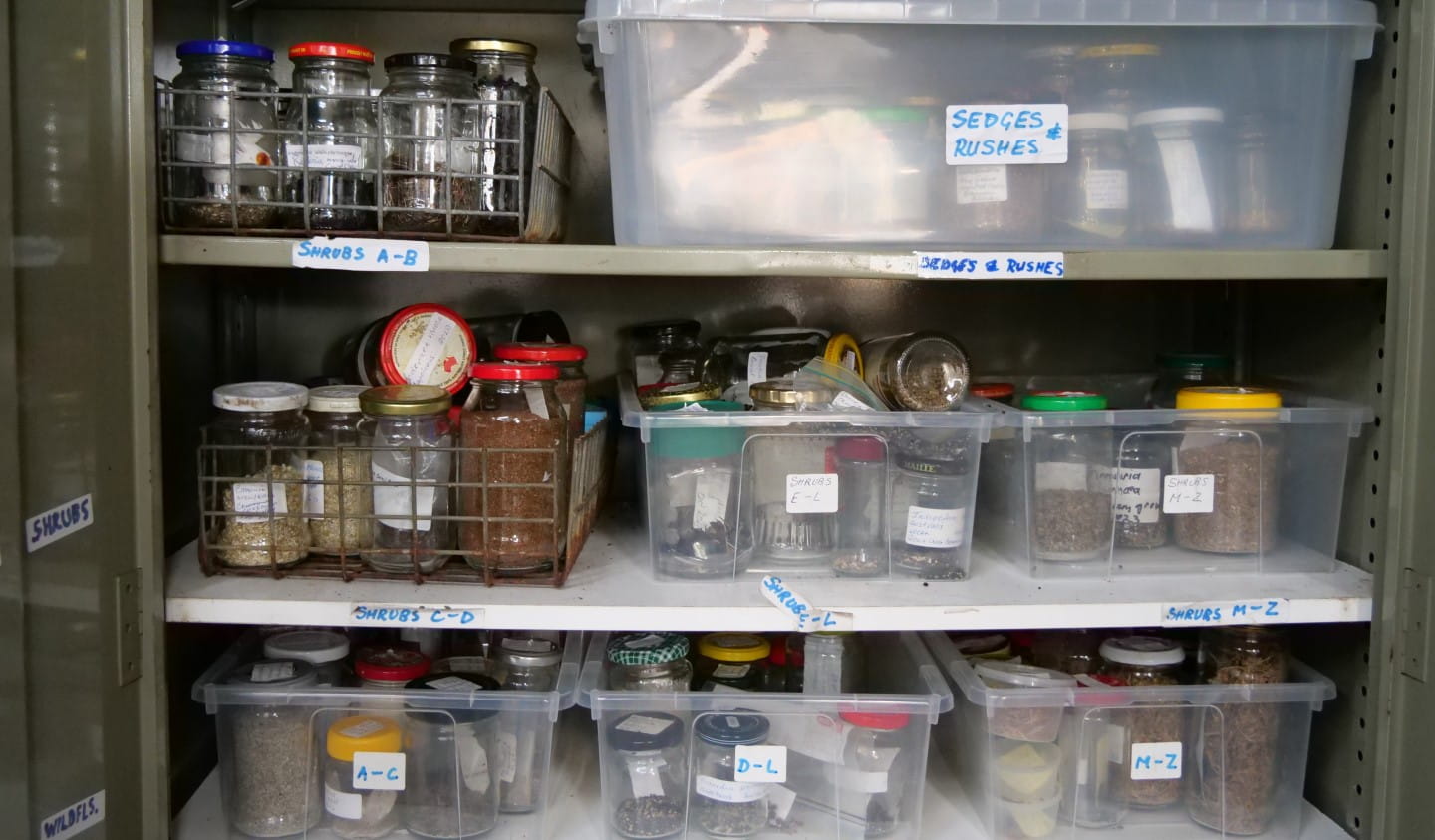 Seeds are sorted, labelled, and stored at the volunteer-run nursery.