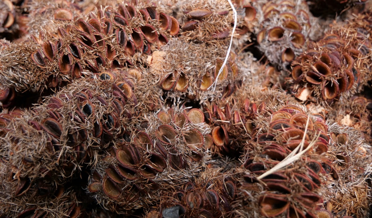 Seed capsules are dried out at the nursery to encourage them to open and release the seed inside.