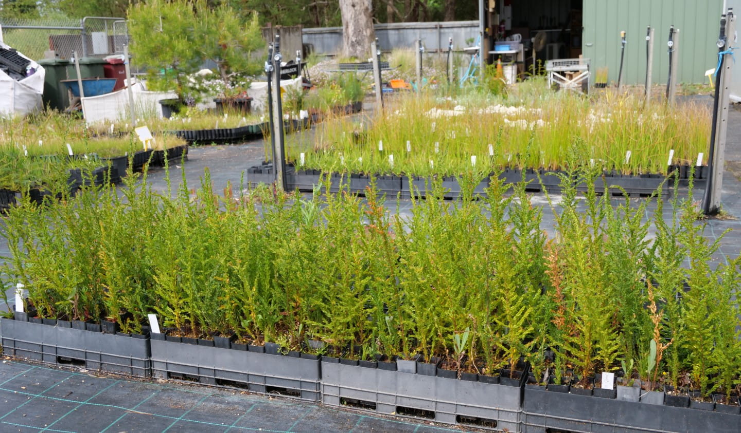 Once the plants are ready they are donated back to local community groups to plant in the Ballarat region.