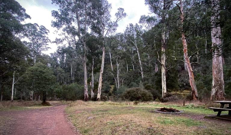 View of camping area with trees in the background.