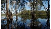 A reflection on the water's surface of river red gums in Barmah National Park 