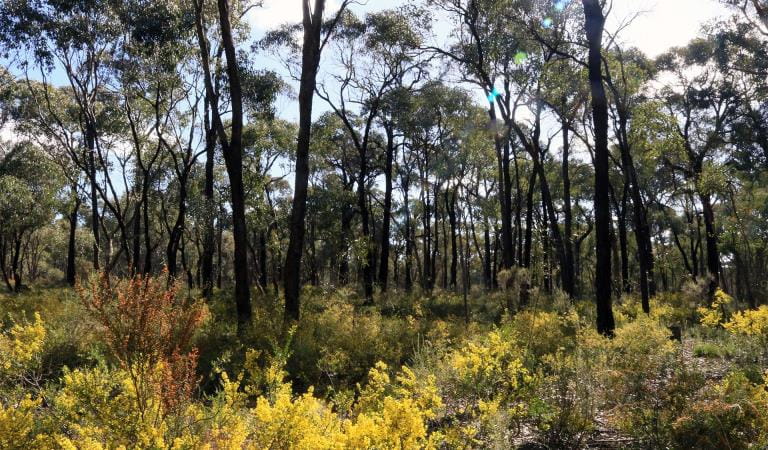 Trees and flowers in spring at Bendigo Regional Park.