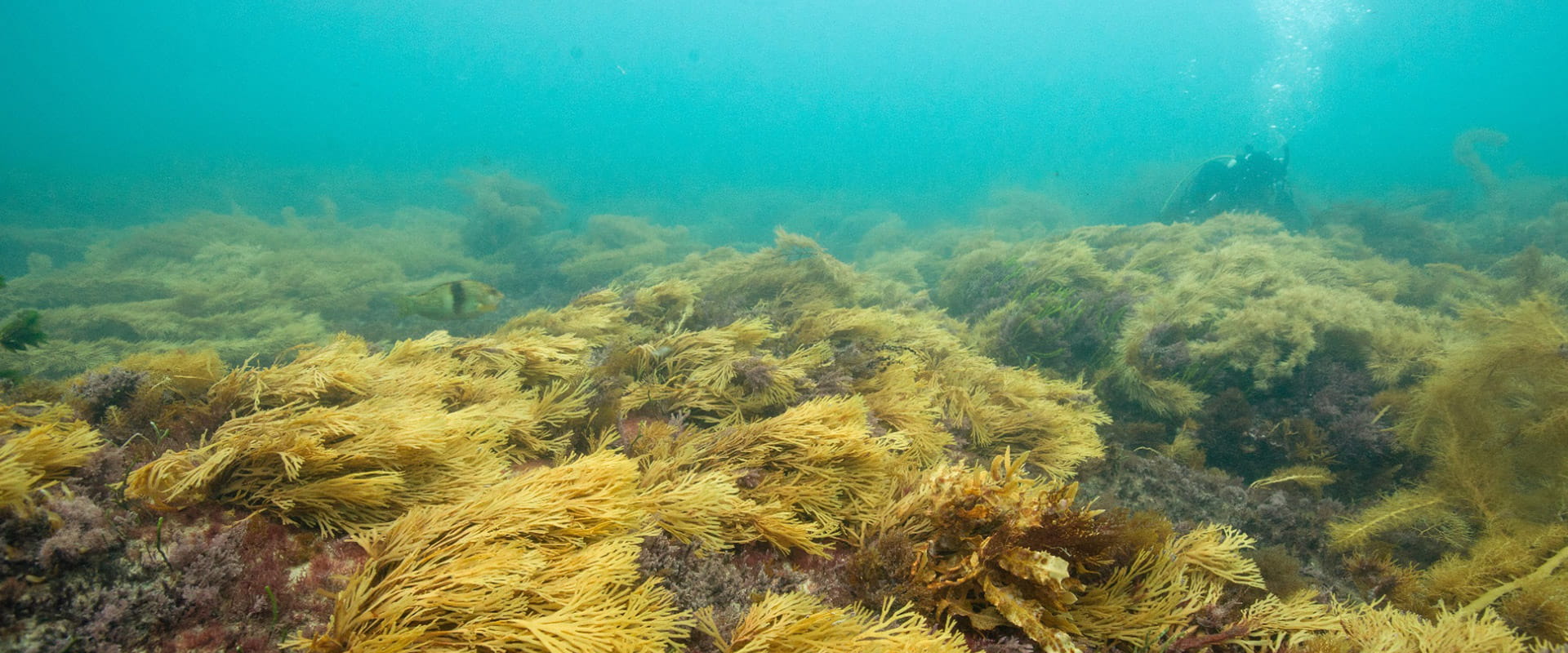 A scuba diver explores a rich underwater garden bursting with golden kelp and crayweed.