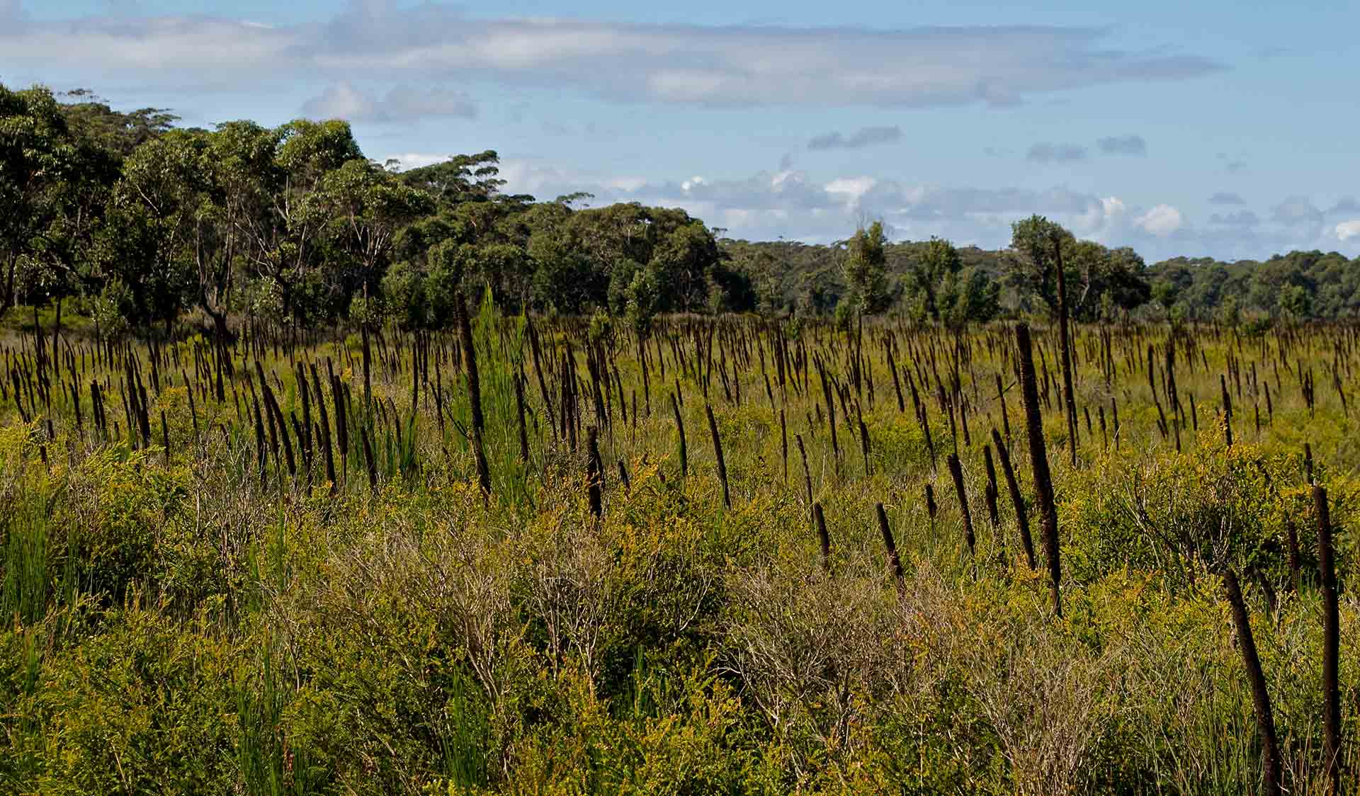 Heathland ecosystem, Cape Conran Coastal Park