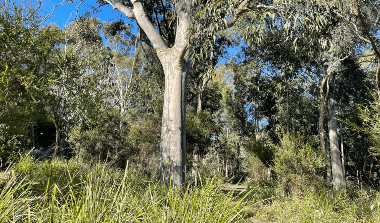 A path through trees at Churchill National Park