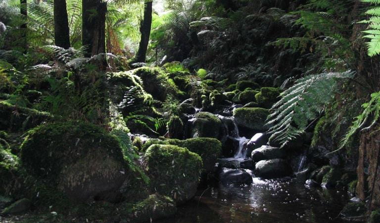 Sherbrooke Falls in the Dandenong Ranges National Park.