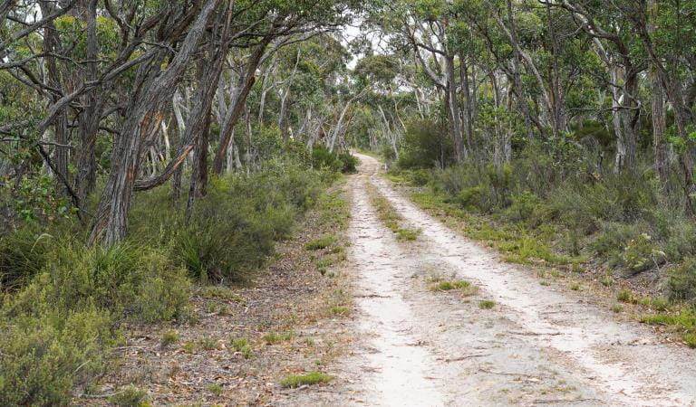 A unpaved track through a green wooded area
