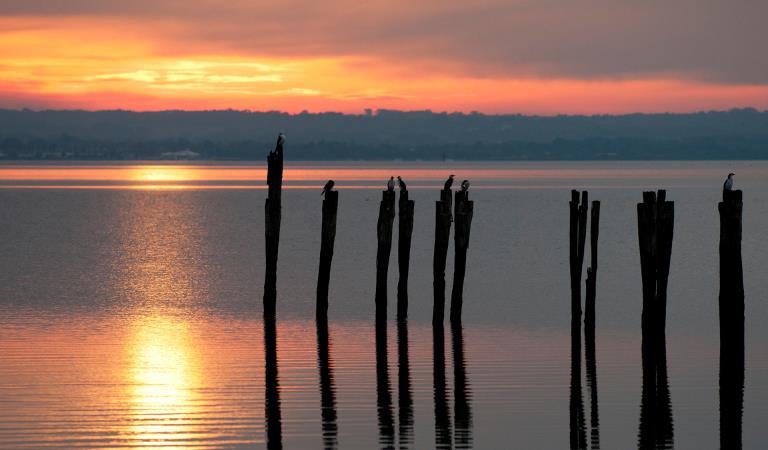 Seabirds sit on top of the remnants of an old pier near Fairhaven.