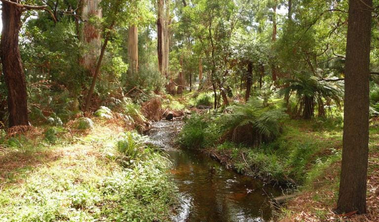 River flowing between trees