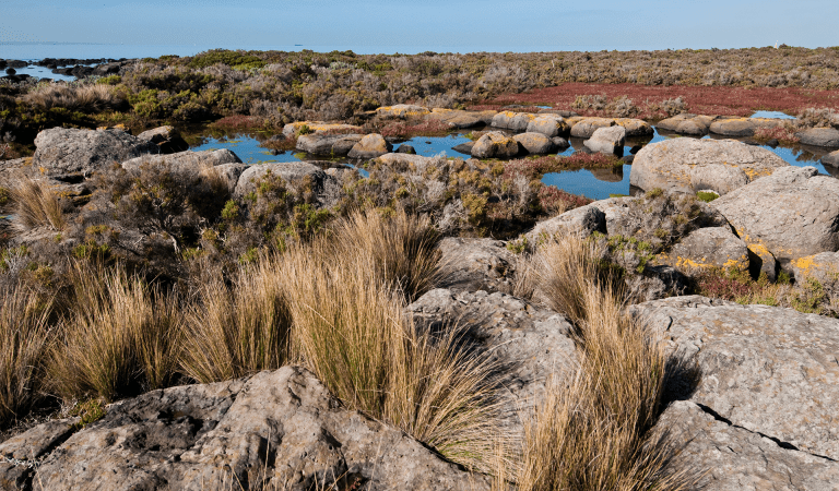 Rockpools at Jawbone Marine Sanctuary