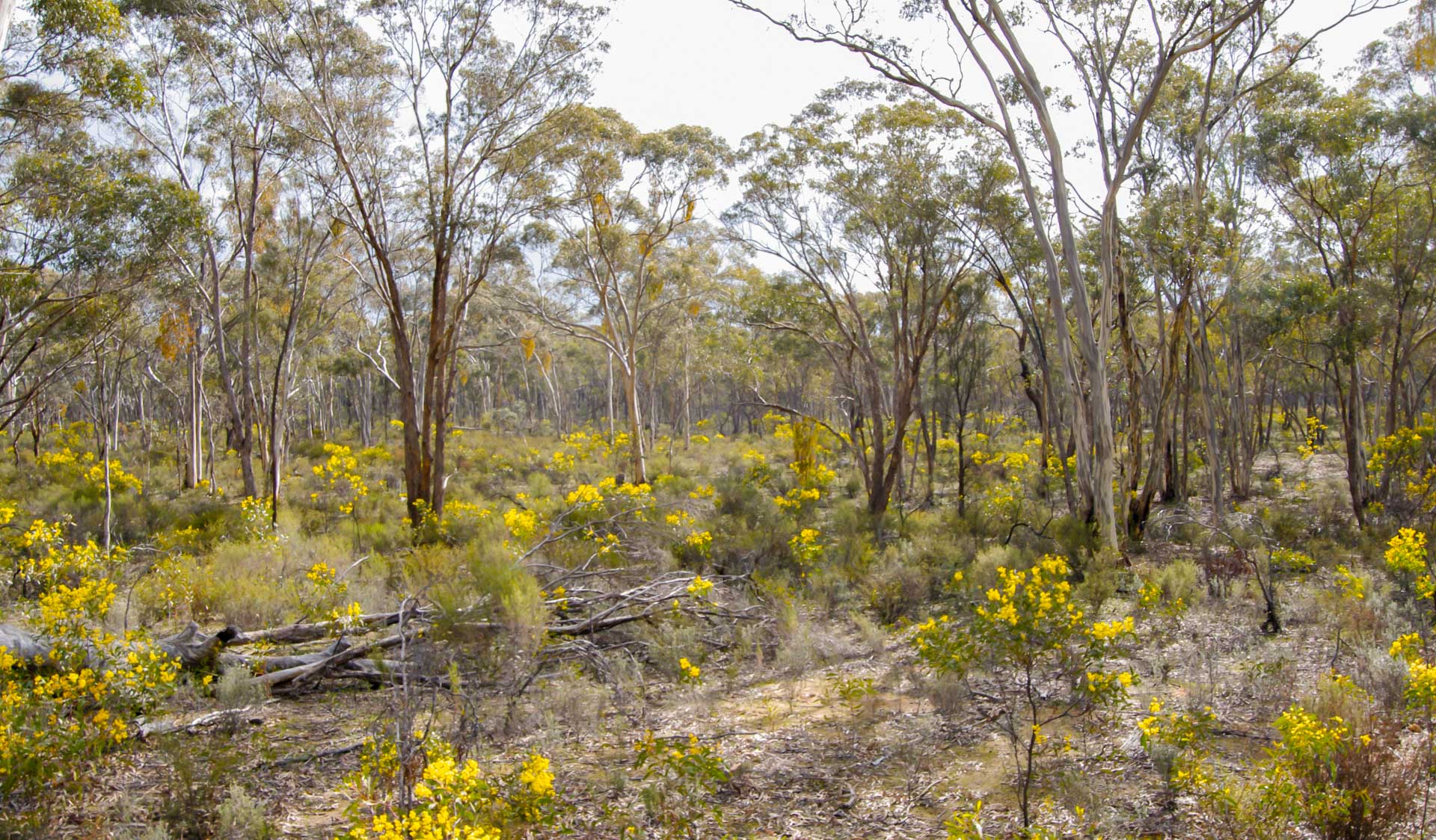Image shows large mature trees and smaller trees growing at Kara Kara National Park