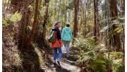 Two women walk through ferns along the Shelly Harris Track in Kinglake National Park.
