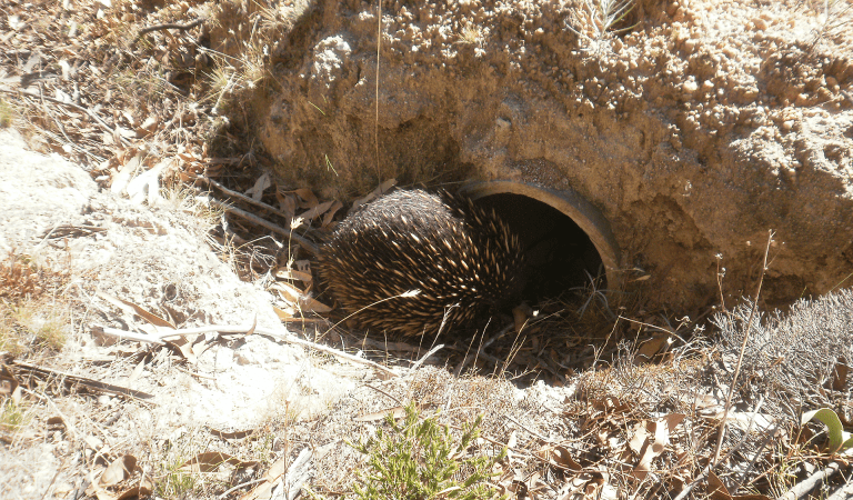 An echidna in Langi Ghiran State Park