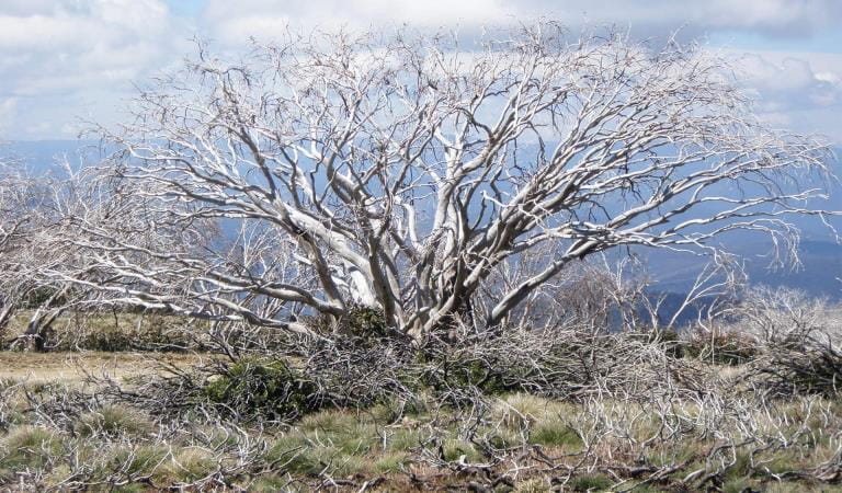 Trees at Mount Skene Natural Features and Scenic Reserve