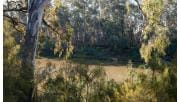 The Murray River surrounded by tall eucalyptus on the banks of the river