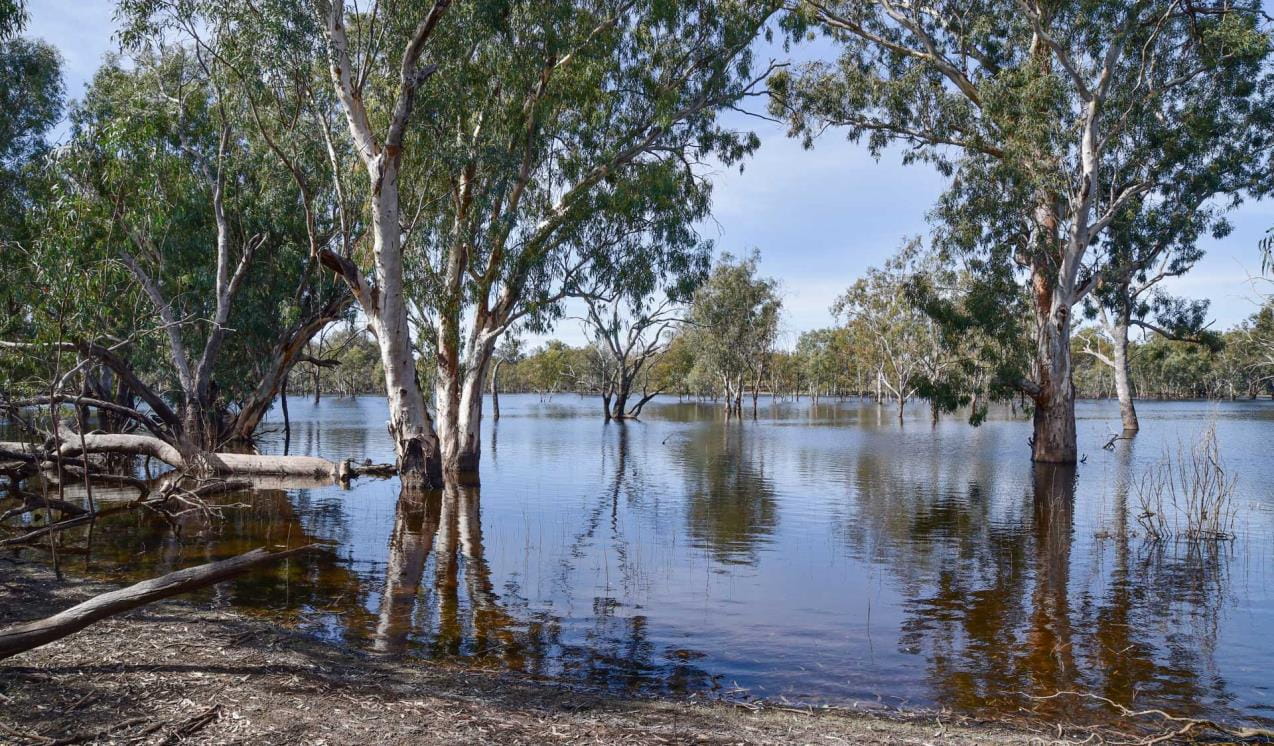 A narrow section of the Murray River surrounded by trees