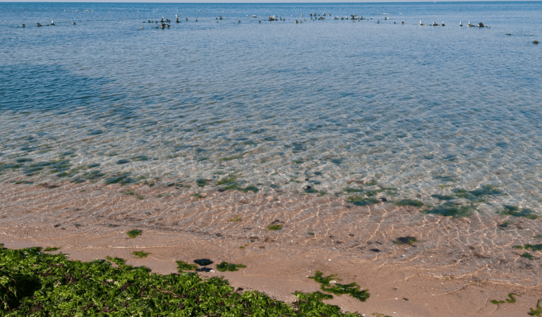 Birds on the ocean at Point Cook Coastal Park