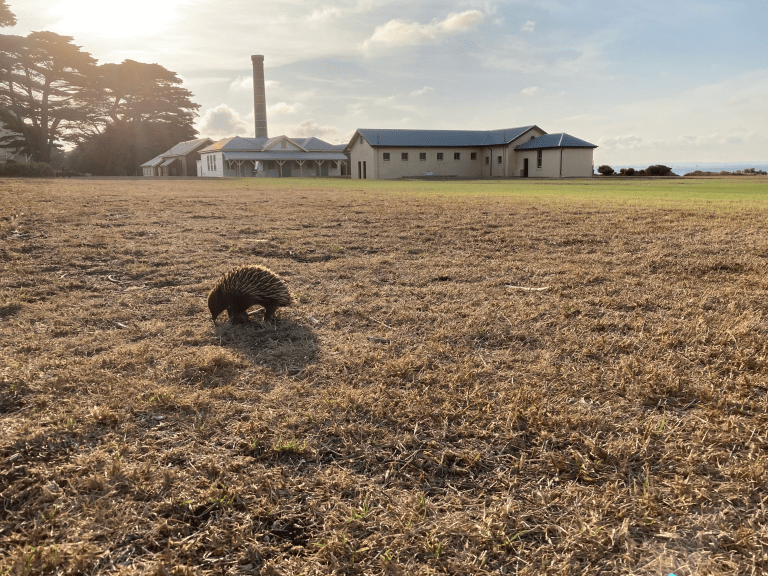 An echidna walks across the grassy field during sunrise at Point Nepean National Park Quarantine Station, with white buildings and tall trees in the background.