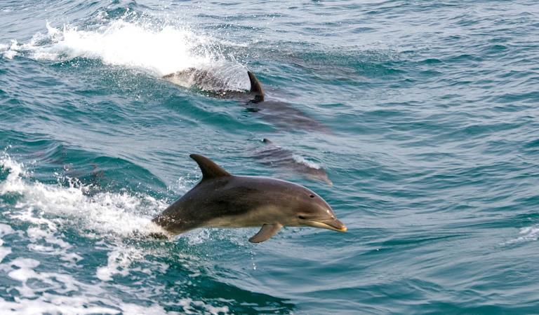 Two dolphins jump through the waves in Port Phillip.