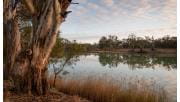 The forested banks of the Murray River at dusk