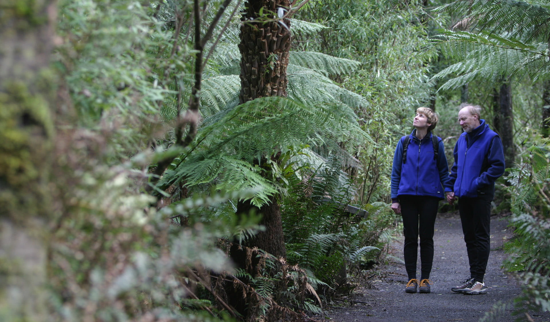 People walking on Lyrebird Ridge Track.