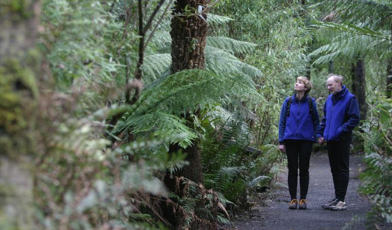 People walking on Lyrebird Ridge Track.