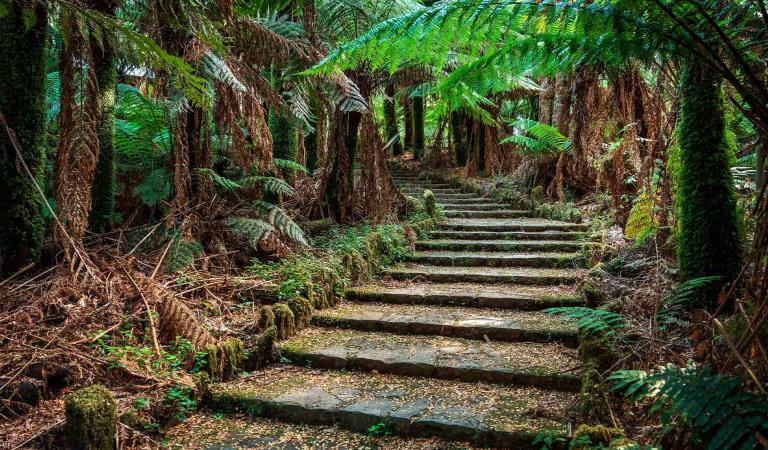 A walking path next to ferns in the Tarra Bulga National Park