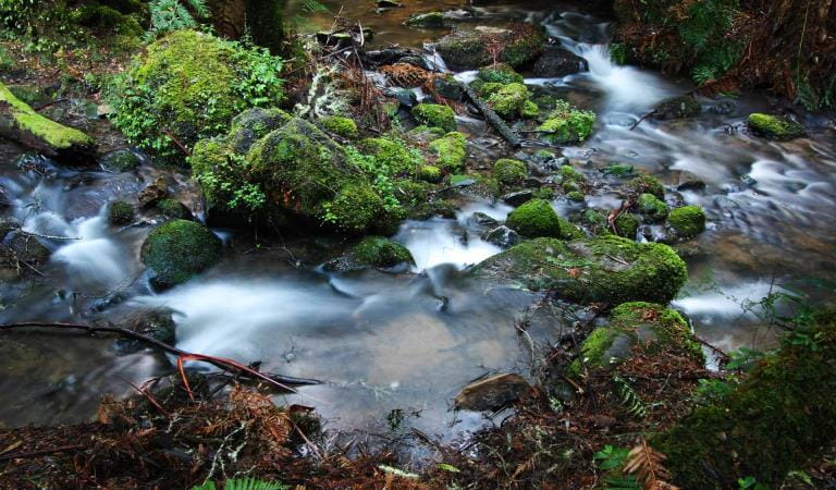 Moss covered rocks next to a stream in the Tarra Bulga National Park