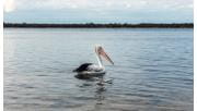 A pelican on the water at the Lakes National Park in Gippsland. 