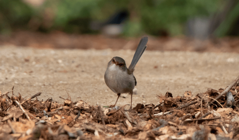 A wren at Westgate Park