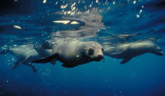 A pod of inquisitive seals swimming just below the waters surface in the Wilsons Promontory Marine National Park.