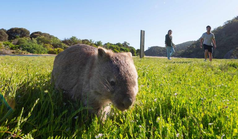 An inquisitive wombat explores the grass while two tourists look on.