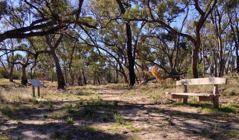 A dirt path weaves among trees and past a park bench at the Tyakil Nature Walk in Wyperfeld National Park.