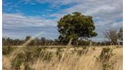 A grassy plain in front of a big gum tree at Wonga Campground in Wyperfeld National Park