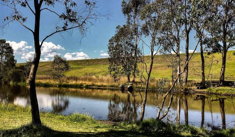 The riverbank at Yan Yean Reservoir.