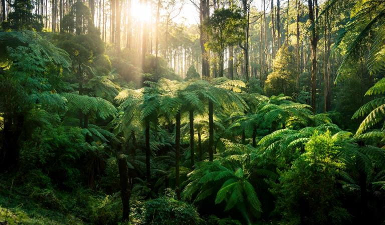 The green ferns and mountain ash that line the roads of the black spur.