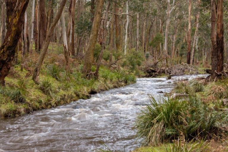 A flowing river surrounded by tall gum trees and grass.