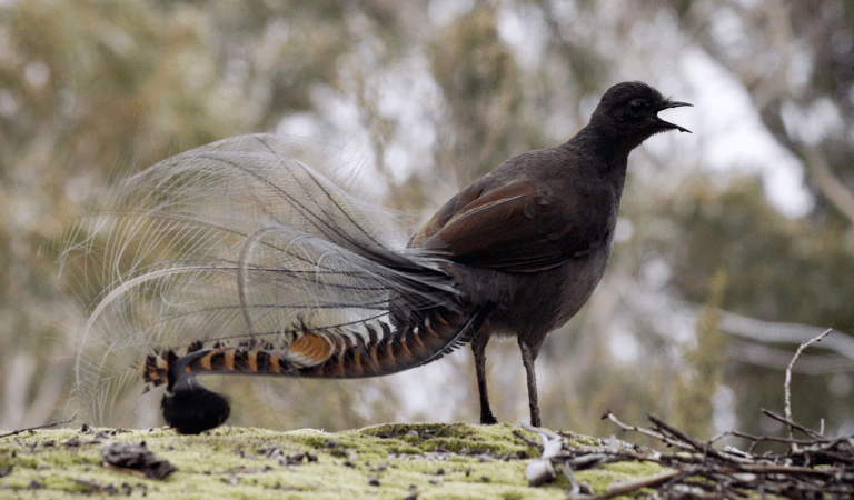 A suberb lyrebird in Mount Buffalo National Park