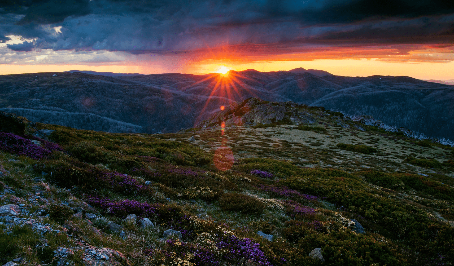Sunset views of wildflowers at Falls Creek.