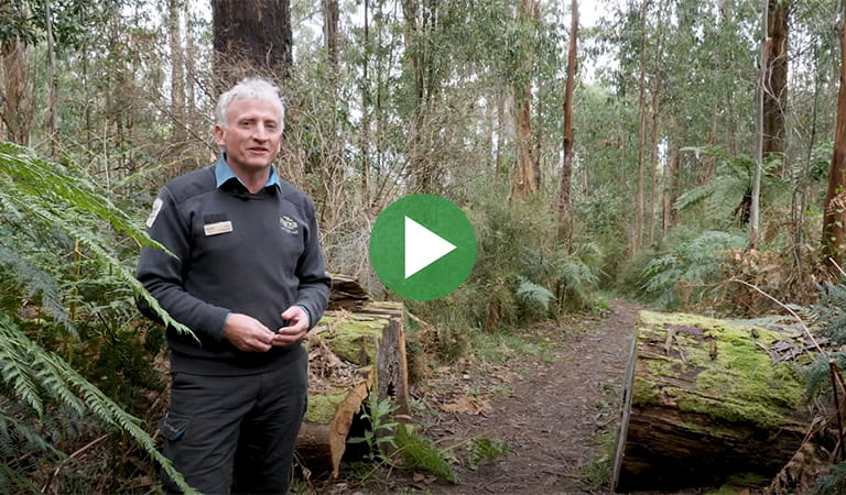 A video still of a ranger standing in the forest with a play icon overlay