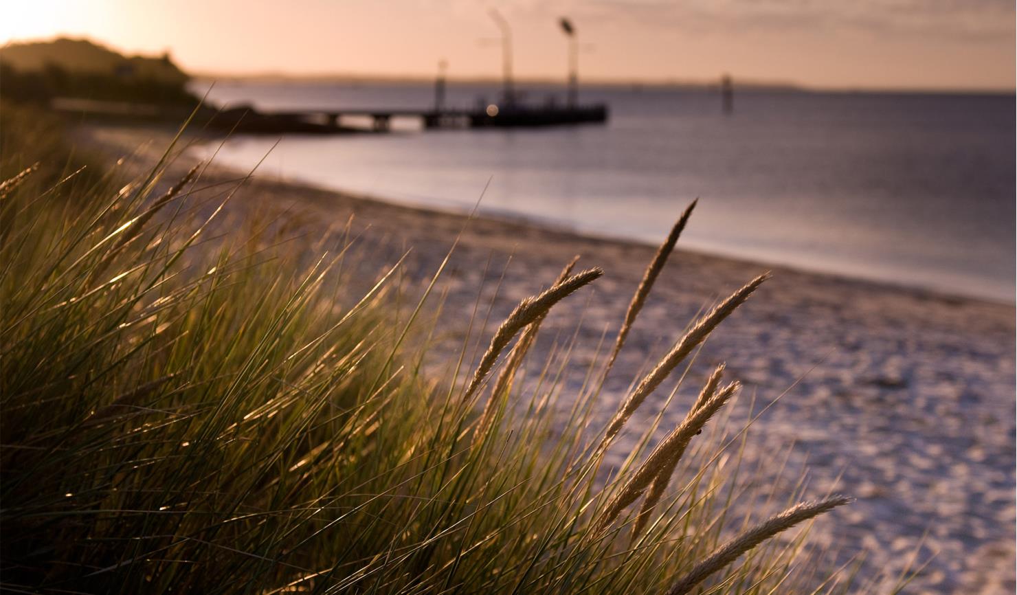 coastal plants with beach and pier in the background