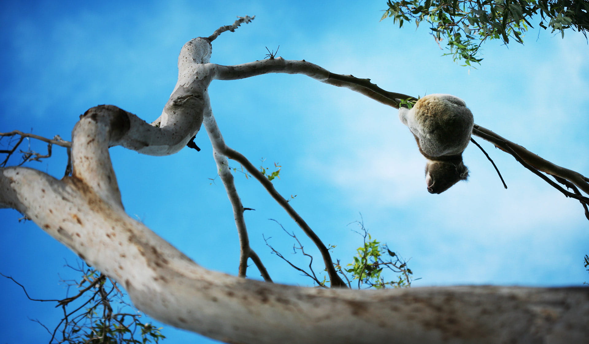 A Koala in a tree.