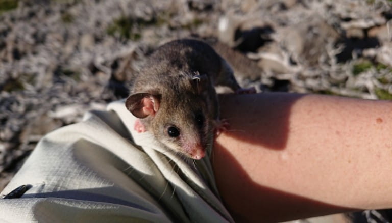 An adorable Mountain Pygmy Possum stares directly into your soul and it sits on a persons arm